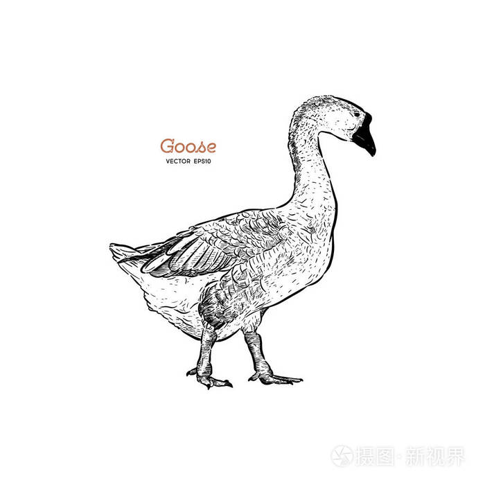 手绘鹅孤立. 雕刻风格矢量插图. 设计作品的模板.