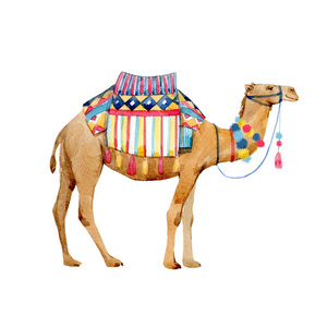 骆驼的水彩插图