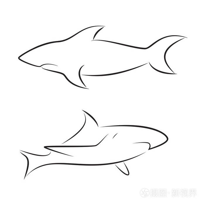 白色背景上的黑线鲨鱼手绘矢量图形