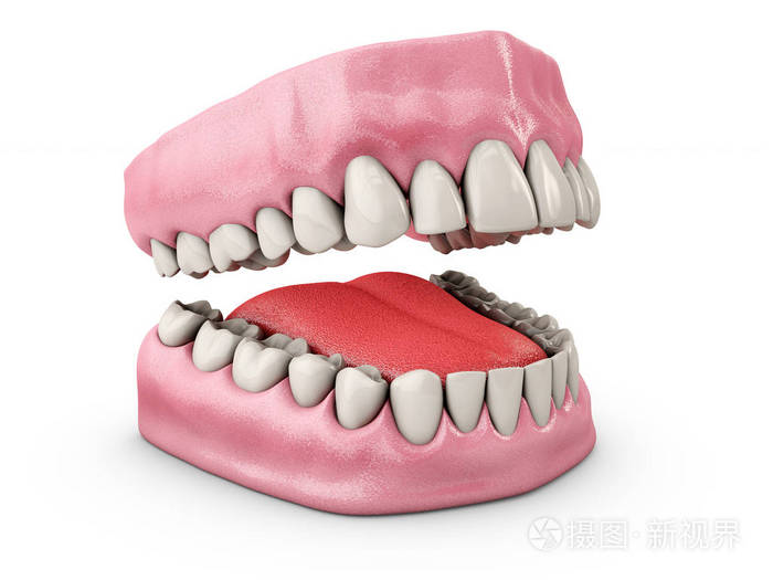 下巴有牙齿.牙科 医学概念.在白色背景下被隔离.3d 插图