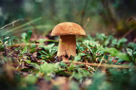 Cep 蘑菇生长在秋天森林。牛肝菌。松茸采摘