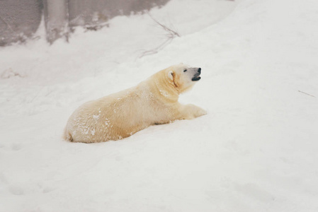 躺在雪地里睡觉的白北极熊