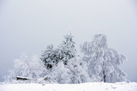 白雪覆盖的圣诞树构成的童话冬季景观