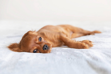 可爱的小狗在柔软的毯子上放松