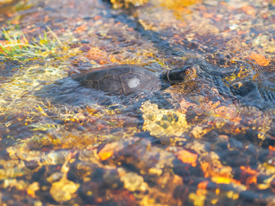 乌龟在水里出汗
