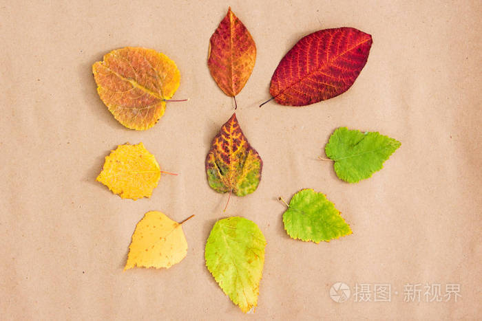 秋天的叶子按颜色排列,从绿色到红色. 中间是一片五颜六色的叶子.