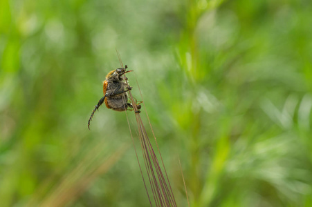 夏季的天然懒虫肥甲虫栖息在小穗上