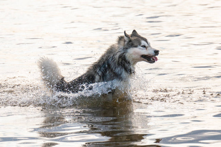 西伯利亚犬在水里跳跃