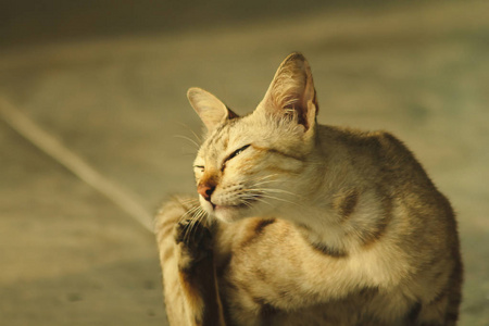 坐在地板上的小棕色猫。