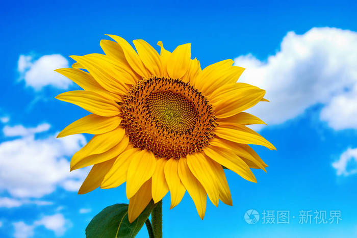 在明亮的夏日里,田野上有蓝天白云的向日葵花.