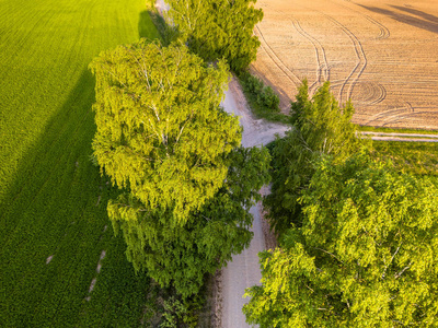 无人驾驶飞机照片的十字路口之间的树木在五颜六色的早春顶部向下的视野与新栽培的田野在一边和蒲公英的田野在另一边