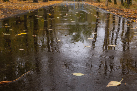 秋天的一个多雨的傍晚，在一个长满黄叶的公园里，洒满落叶的湿沥青路