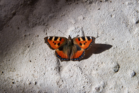 在混凝土地板上的君主蝴蝶