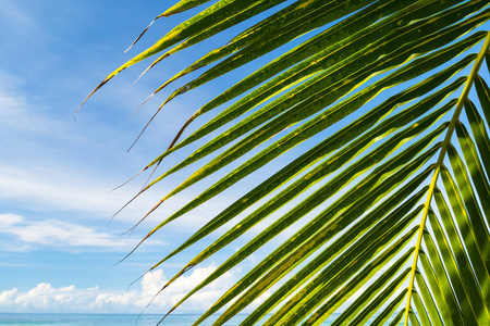 美丽的椰子棕榈树在蓝天下的热带海滩和大海