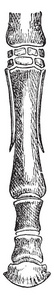 马脚的骨头，这是一个同源的数字奇数脚趾哺乳动物，复古线绘图或雕刻插图。
