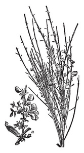 普通扫帚是法布科的一种。 植物的叶子在茎上是交替的，叶子是狭窄和微小的复古线绘图或雕刻插图。