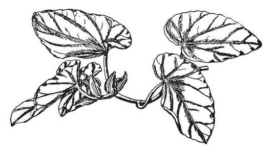 这种海棠雷克斯植物是以藤蔓的形式存在的，这种植物用于当地的药用，使用复古线绘制或雕刻插图。