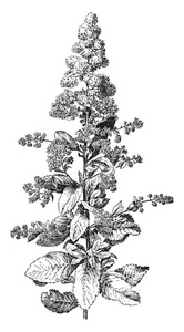 绣球花通常被称为草甸。 它们是交替的窄齿绿叶和终端锥状簇，复古线绘图或雕刻插图。