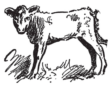 牛最常见的大型驯化有蹄类复古线绘图或雕刻插图。