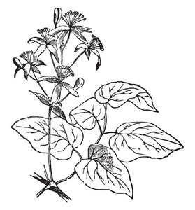 铁线莲植物的图片。 叶子的大小很大。 它属于毛科。 花有五到七个花瓣，复古线绘图或雕刻插图。