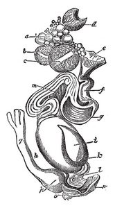 雌禽器官在所有发展阶段的复古线绘制或雕刻插图。