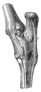 塔苏韧带的长度约为4毫米，宽度约为2毫米，上颌骨的正面过程在泪沟前，老式线条绘制或雕刻插图。