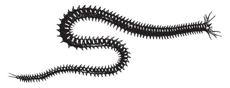 奈瑞是奈瑞科多毛类蠕虫的一个属，复古线绘图或雕刻插图。
