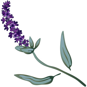 紫薰衣草在病媒风格隔离。植物全称薰衣草..矢量花的背景，纹理，包装图案，框架或边界。