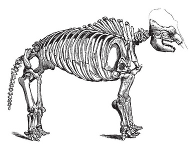 马斯托登骨架是马穆特属的任何一种已灭绝的猛犸象先兆，复古线绘图或雕刻插图。
