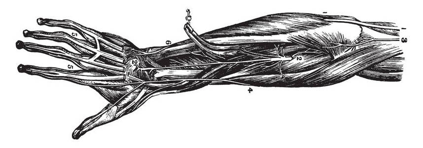 这个插图代表神经的前臂和手，复古线绘图或雕刻插图。