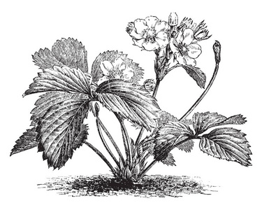 这是松树草莓的植物。它有芽，花有波兰颗粒。叶片粗糙，深锐，复古线绘图或雕刻插图。