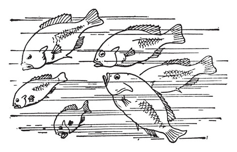 这张卡片显示水中有六条鱼。三条鱼是大的，其他三条是小鱼，复古线绘图或雕刻插图。