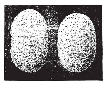 茧，复古雕刻插图..工业百科全书EO。拉米1875