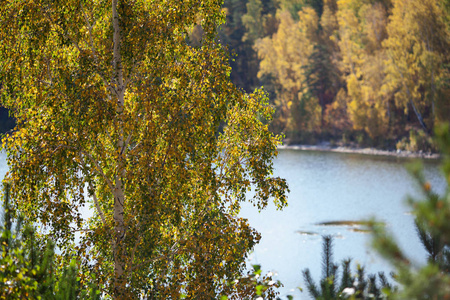 秋天的风景。黄桦森林和湖泊