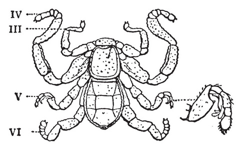 隐茎Karschii，融合了Prooma的Terga，然后是四个可见的Somites复古线绘图或雕刻插图的光学照片。