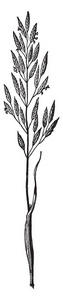这幅画显示了一棵鹅草，茎长而细，叶片生长在草的底部，长而锋利，尖的叶子和花生长在草的上侧，复古的线条绘制或雕刻插图。