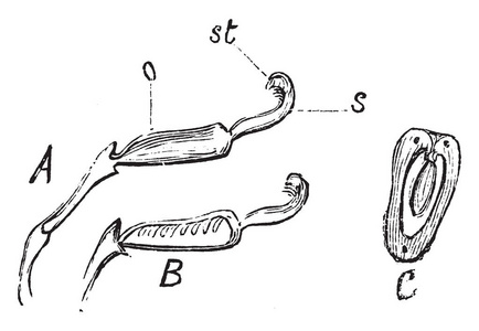 这张照片显示了豌豆的雌蕊。 豌豆是长而圆的复古线绘图或雕刻插图。