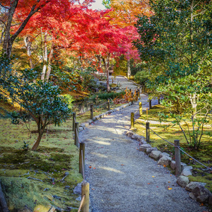 京都天佑寺松根池花园