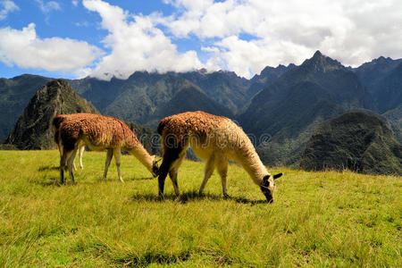 秘鲁安第斯山脉的一对美洲驼