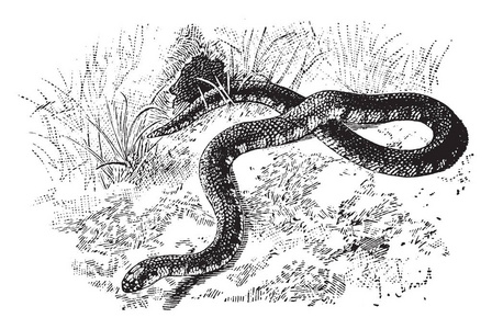 泥蛇滑过草地是一种爬行动物在科鲁布里达科的科鲁布里德蛇，原产于美国东南部的复古线绘图或雕刻插图。