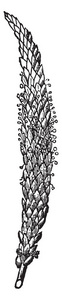 芭蕉植物种子头的图片。 它们是长的和许多种子的头部，复古线绘图或雕刻插图。