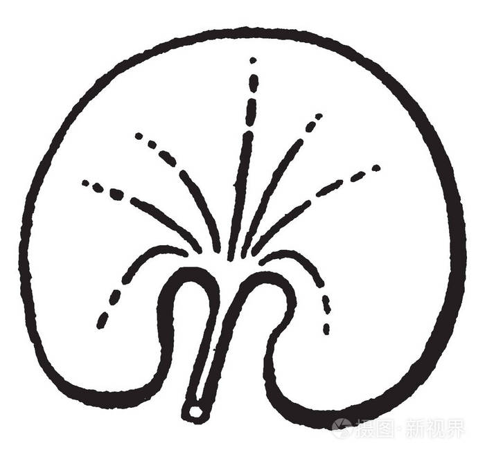 肾形叶子的图片,形状像肾脏复古线绘图或雕刻插图.