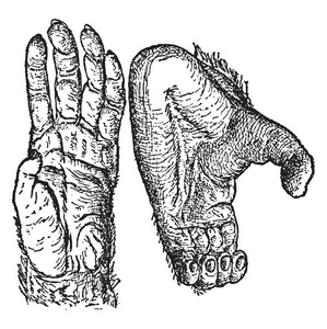 黑猩猩的手，显示黑猩猩的手和食物的老式线条绘制或雕刻插图。