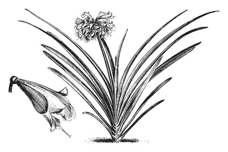 一种植物的图片，名为叶黄素，在植物的中间显示大花，植物的叶子是深绿色的复古线绘图或雕刻插图。
