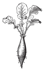 这是萝卜根。 主要作为脆沙拉蔬菜吃。 萝卜根有锋利的味道，复古线绘图或雕刻插图。