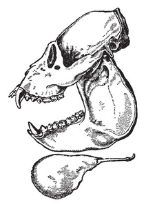 侧视图的嚎叫猴子有四个尖锐的犬长牙齿在头骨上和底部的下巴复古线绘图或雕刻插图。