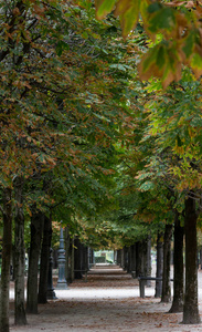 一条隧道，就像公园里的车道，有树和灯柱，在杜伊勒花园里，巴黎，2018年秋天