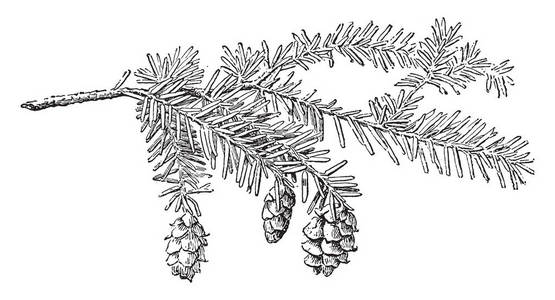 这个框架中的树被称为TSU G凝结物，它出现在树上的花朵上。 这棵树来自雪域乡村的复古线条绘制或雕刻插图。