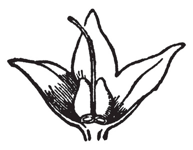 一张图片，显示在花冠消除后的康弗瑞花，显示未成熟的水果复古线绘图或雕刻插图。