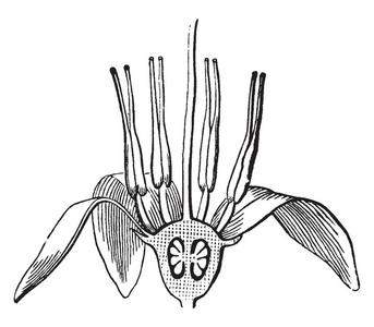 图片显示的花瓣和雄蕊的蔓越莓花，复古线绘图或雕刻插图。